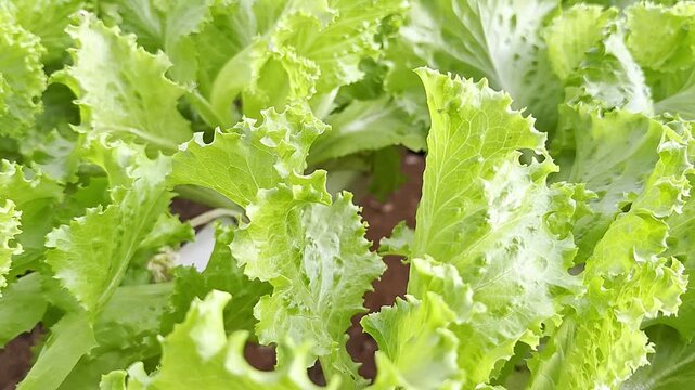 Green Sumer Groceries, Vegetarian Diets, Fresh Crisp Lettuce Leafs, Plant Growth, Brazil, Americas, Close-up view