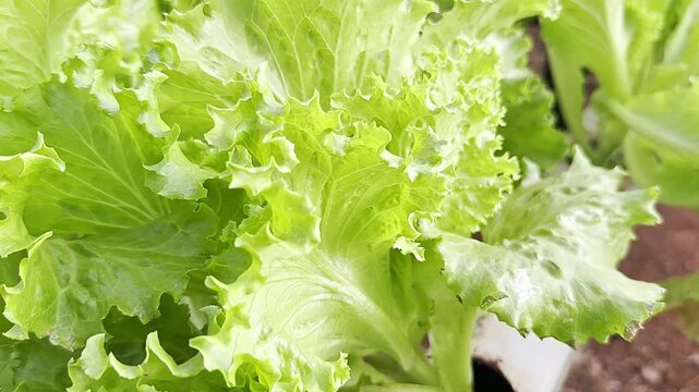Close-up, Sumer Groceries, Vegetarian Diets, Fresh Green Salad Leaves, Farming Crops, Healthy Foods, Brazil, Americas