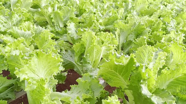 Fresh green tender lettuce growing in cultivated rows, highlighting leafy vegetables, agriculture and healthy food production, handheld panning view