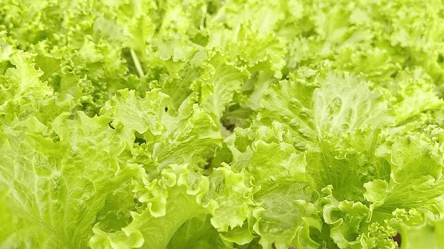 Close-up, Green Sumer Groceries, Vegetarian Diets, Fresh Crisp Lettuce, Plant Growth, Brazil, Americas