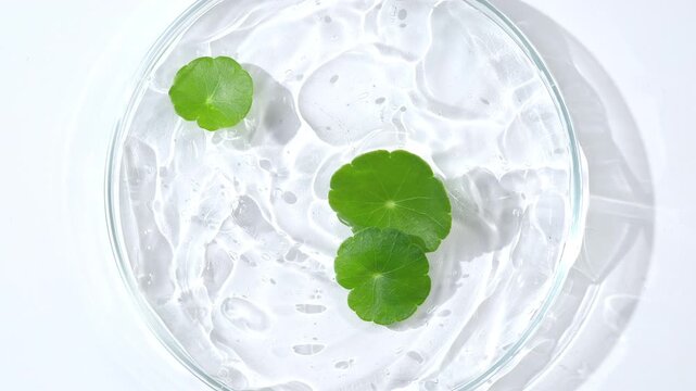360-degree macro shot of fresh Centella asiatica leaves over transparent botanical gel, revealing natural leaf texture and botanical skincare ingredient details