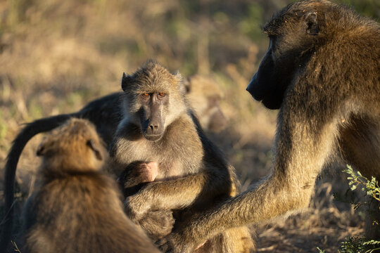 A troop of Baboons in the Chobe National Park in Botswana while on a Safari