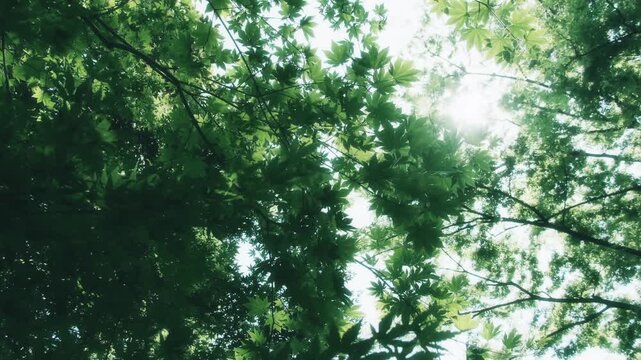 Fresh Green Maple Leaves Glowing in the Summer Sun in Japan