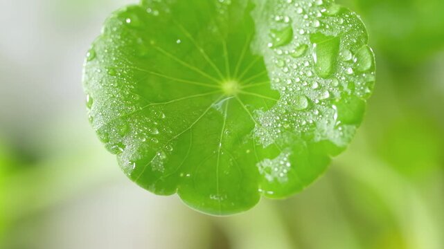 Macro close-up of a fresh Centella asiatica leaf with sparkling water droplets and a falling drop, capturing natural freshness and hydration in a botanical setting.