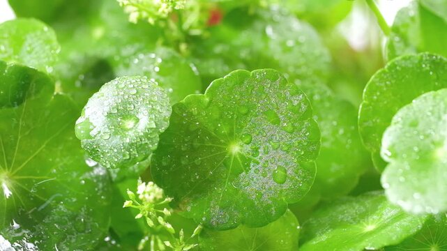 Macro close-up of fresh Centella asiatica leaves covered with sparkling water droplets, highlighting natural leaf texture and freshness in a lush botanical environment.