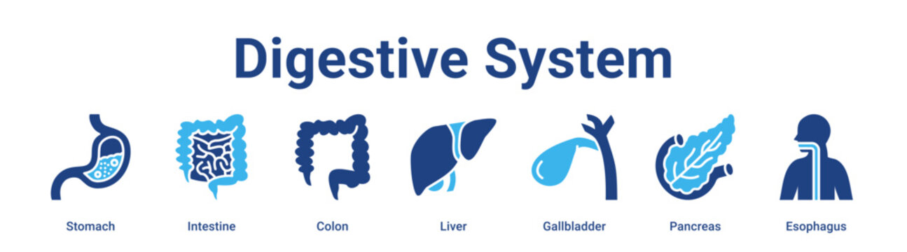 Digestive System web banner icon vector illustration concept for medical with icon of Stomach, Intestine, Colon, Liver, Gallbladder.
