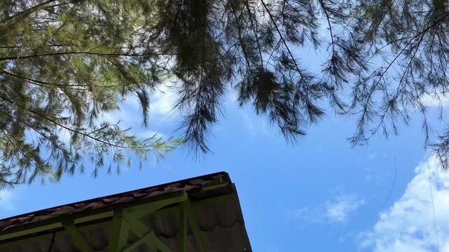 Bright blue sky with white clouds framed by green pine foliage and a building roof corner, upward perspective on a clear day.