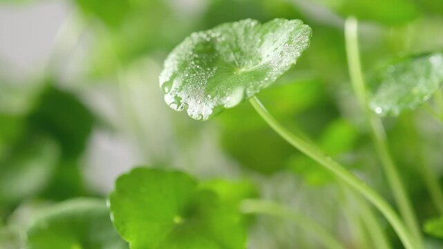 Macro shot of fresh Centella asiatica leaves covered with dewdrops as water drips from the leaf edge, capturing freshness, hydration, and natural botanical beauty.