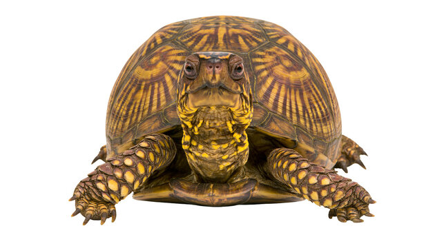 Brown and yellow patterned box turtle facing forward, isolated on transparent background