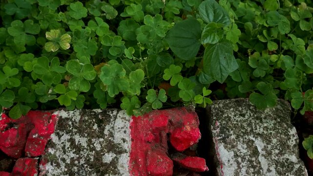 Dense green clover foliage growing over painted brick garden border close up shot