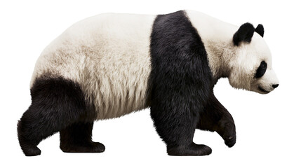 Fluffy giant panda bear walking, isolated on transparent background © Andrej