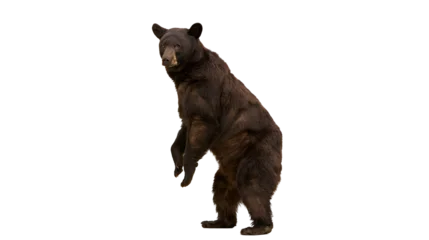 Brown bear standing on hind legs looking curious, isolated on transparent background © Andrej