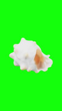 shell open animated on green screen background, vertical video