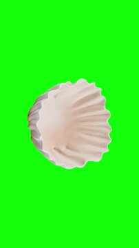 shell open animated on green screen background, vertical video