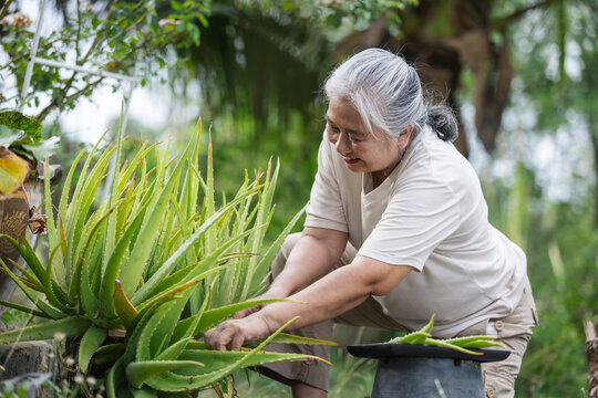 Senior Woman Harvesting Fresh Aloe Vera in Organic Garden &ndash; Herbal Medicine and Natural Healthcare Concept