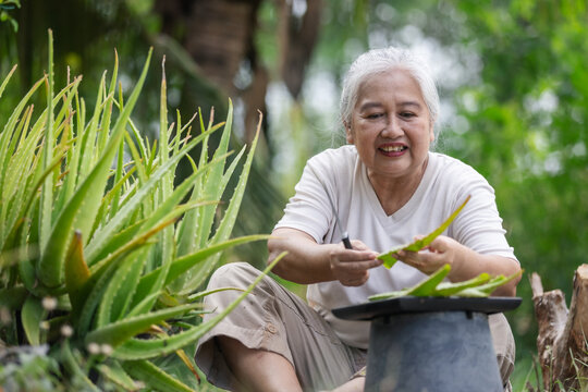 Happy Senior Woman Harvesting Fresh Aloe Vera &ndash; Herbal Alternative Medicine and Natural Healthcare Concept