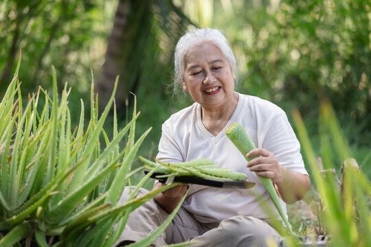 Happy Senior Woman Harvesting Fresh Aloe Vera &ndash; Herbal Alternative Medicine and Natural Healthcare Concept