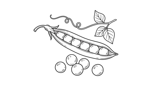 Green pea pod with peas sketch illustration vegetable illustration ingredient culinary monochrome botanical tendrils