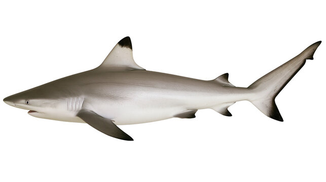 Gray reef shark with black fin tips, isolated on transparent background