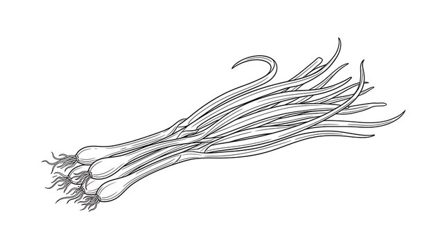 Bunch of fresh green spring onions scallions line art with scallion vegetable ingredient illustration monochrome isolated background