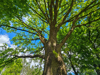 Obraz premium Lone Tree with Spreading Crown