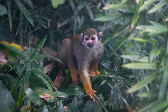 A nimble squirrel monkey searches for food while balancing on a slender bamboo branch in a lush green forest