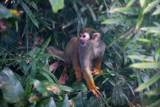 A nimble squirrel monkey searches for food while balancing on a slender bamboo branch in a lush green forest