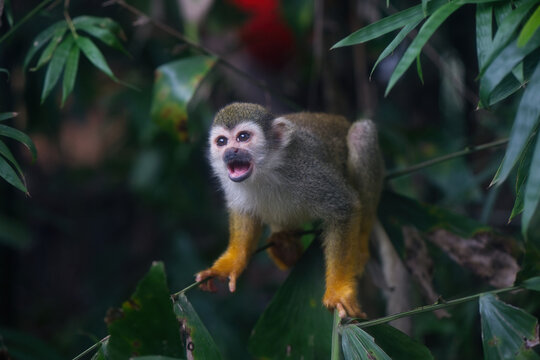 A nimble squirrel monkey searches for food while balancing on a slender bamboo branch in a lush green forest