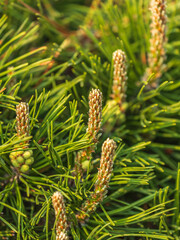 Obraz premium Green small pine trees with fresh shoots in spring or summer