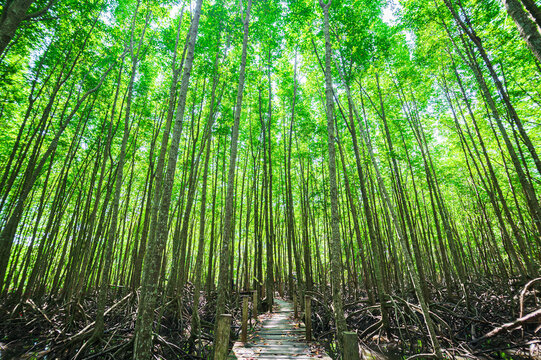 Lush Green Mangrove Forests in Thung Prong Thong, Rayong Province