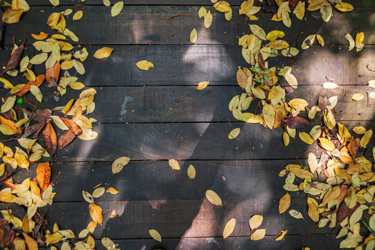 Vibrant Mangrove Forest Floor with Autumn Leaves in Rayong Province