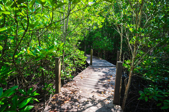 Lush Mangrove Forest Pathway in Thung Prong Thong, Rayong Province