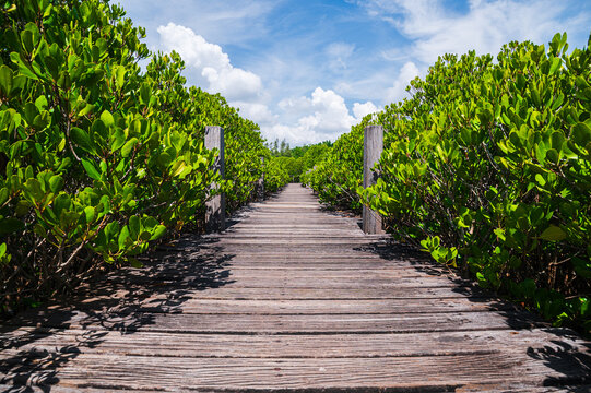 Scenic Boardwalk Through Lush Mangrove Forests in Rayong Province