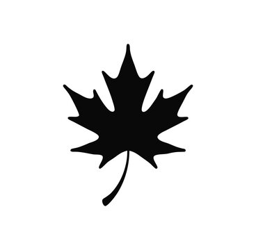 maple leaf vector