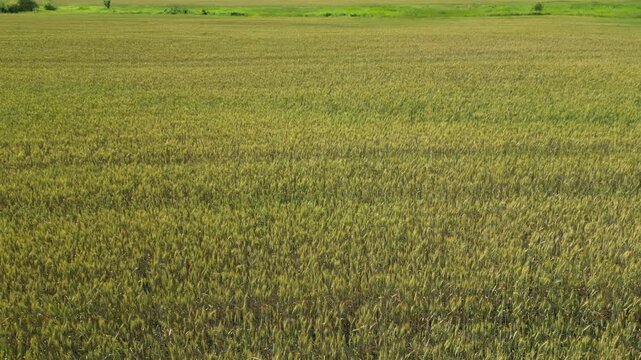 A bird's-eye view of a wheat field rippling in the wind - Survol d'un champ de bl&eacute; ondulant sous le vent