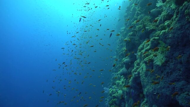 Underwater videoclip at a coral reef in the Red sea in Egypt.