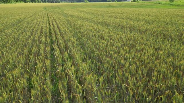 A bird's-eye view of a wheat field rippling in the wind - Survol d'un champ de bl&eacute; ondulant sous le vent