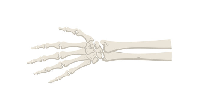 Human hand skeletal system anatomy.