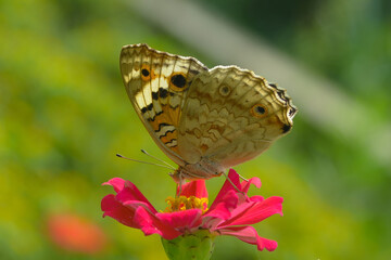 butterfly on a flower © Bagaluik