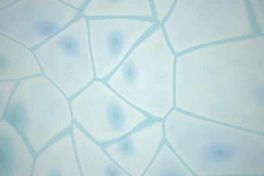 Abstract cellular structure with blue nuclei