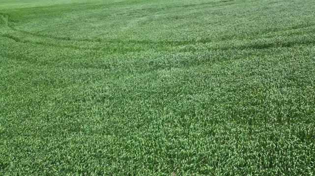A vast field of tall green grass swept by the wind - Grand champ de hautes herbes vertes balay&eacute;s par les vents
