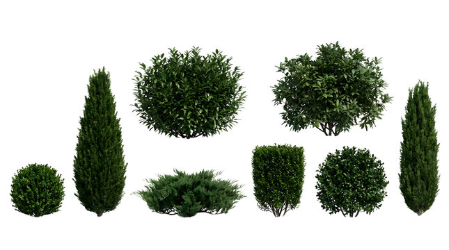 Evergreen garden shrubs and manicured bushes set, 8 decorative landscape plants on white background, architectural greenery for garden design