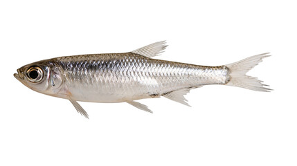 Obraz premium Small silver fish with detailed scales, isolated on transparent background