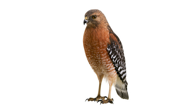 Red-shouldered hawk with reddish-brown plumage and barred wings, isolated on transparent background