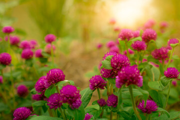Obraz premium Gomphrena globosa (globe amaranth, bachelor's button, makhmali, vadamalli). Round-shaped purple flower bloom in tropical garden with morning sunlight. Purple flower in summer garden. Beauty in nature.