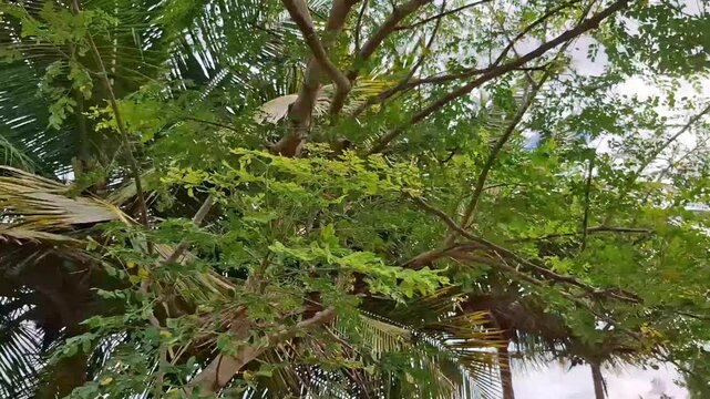 Moringa Oleifera Tree Growing in Tropical Garden, Harvesting Fresh Moringa Leaves from the Tree, Health Benefits of Moringa Drumstick Tree, How to Identify Moringa Oleifera Tree