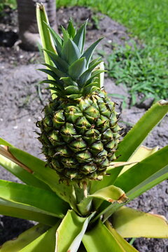 small pineapple growing in the ground