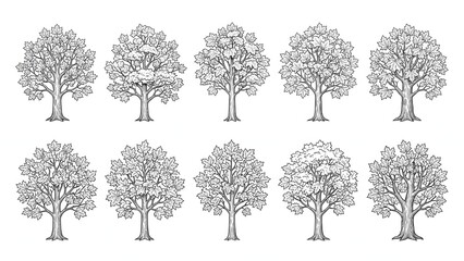 Fototapeta premium Set of Hand Drawn Star Leaf Maple Trees Vector Illustration