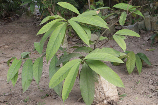 Goniothalamus is largest palaeotropical plant