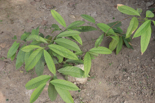 Goniothalamus is largest palaeotropical plant